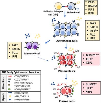 Epigenomics and Early Life Human Humoral Immunity: Novel Paradigms and Research Opportunities